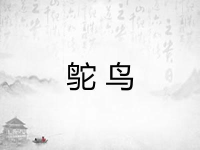 鸵鸟 鸵鸟